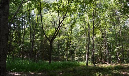 Photo #14 of 1344-1540 NC Highway 89, Danbury, NC 90.0 acres