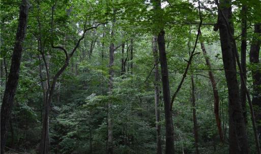 Photo #37 of 1344-1540 NC Highway 89, Danbury, NC 90.0 acres