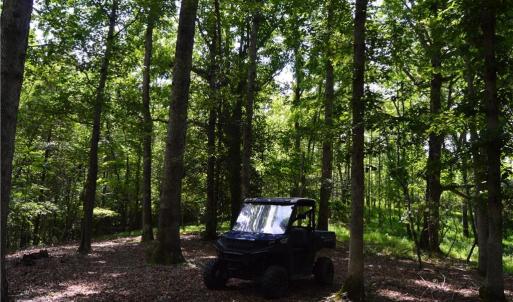 Photo #15 of 1344-1540 NC Highway 89, Danbury, NC 90.0 acres