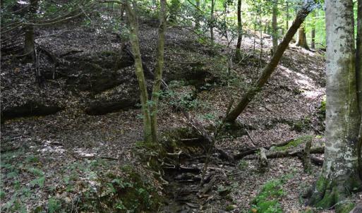 Photo #19 of 1344-1540 NC Highway 89, Danbury, NC 90.0 acres