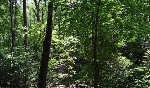 Photo #40 of 1344-1540 NC Highway 89, Danbury, NC 90.0 acres