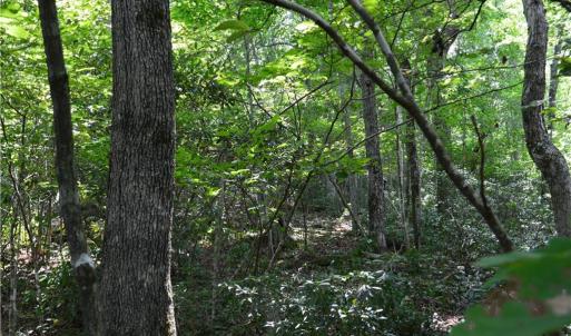 Photo #35 of 1344-1540 NC Highway 89, Danbury, NC 90.0 acres