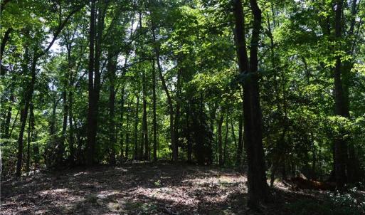 Photo #29 of 1344-1540 NC Highway 89, Danbury, NC 90.0 acres