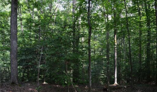 Photo #25 of 1344-1540 NC Highway 89, Danbury, NC 90.0 acres