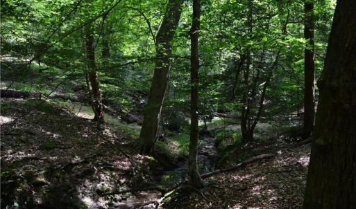 Photo #21 of 1344-1540 NC Highway 89, Danbury, NC 90.0 acres