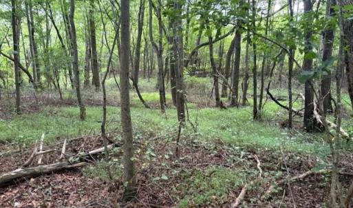 Photo #12 of 1731 Sandy Cross, Reidsville, NC 44.2 acres