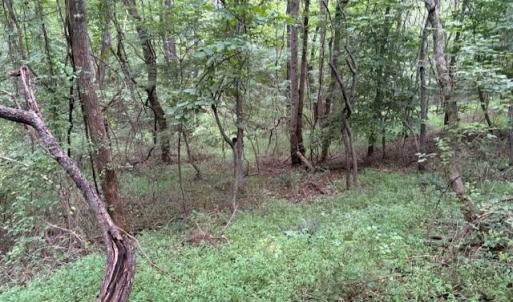 Photo #7 of 1731 Sandy Cross, Reidsville, NC 44.2 acres