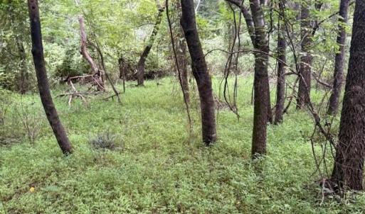 Photo #9 of 1731 Sandy Cross, Reidsville, NC 44.2 acres