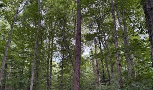 Photo #10 of 1731 Sandy Cross, Reidsville, NC 44.2 acres