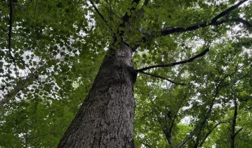 Photo #11 of 1731 Sandy Cross, Reidsville, NC 44.2 acres
