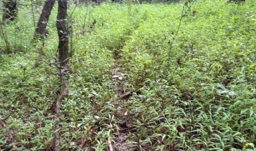 Photo #8 of 1731 Sandy Cross, Reidsville, NC 44.2 acres