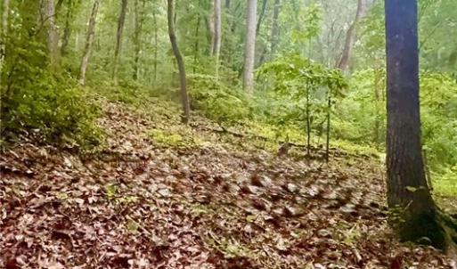 Wooded area
