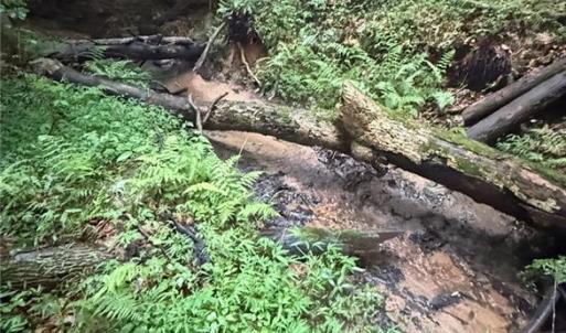 flowing streams