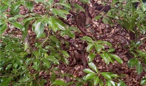 Wooded area