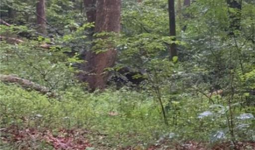 Wooded area