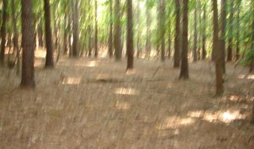 Photo #8 of High Pine Church, Asheboro, NC 32.1 acres