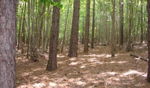 Photo #17 of High Pine Church, Asheboro, NC 32.1 acres
