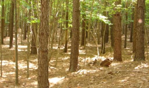Photo #16 of High Pine Church, Asheboro, NC 32.1 acres