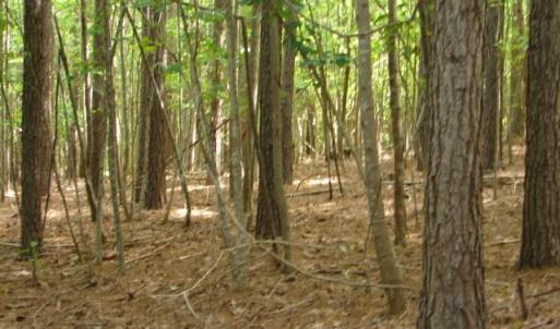 Photo #12 of High Pine Church, Asheboro, NC 32.1 acres