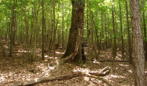 Photo #20 of High Pine Church, Asheboro, NC 32.1 acres