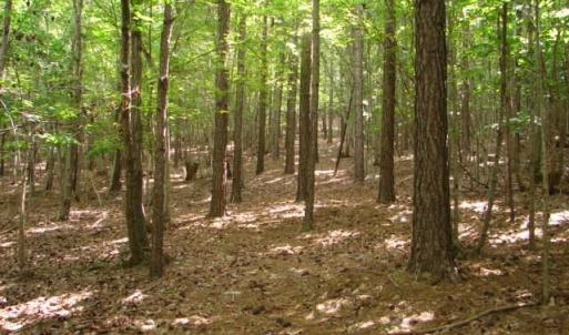 Photo #18 of High Pine Church, Asheboro, NC 32.1 acres
