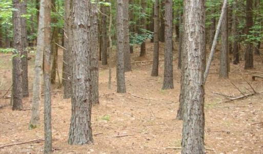 Photo #15 of High Pine Church, Asheboro, NC 32.1 acres