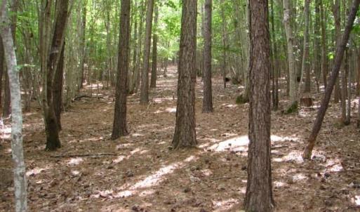 Photo #19 of High Pine Church, Asheboro, NC 32.1 acres