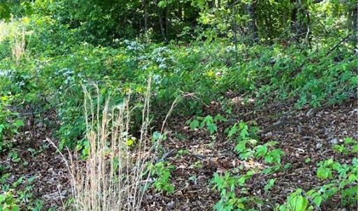 Photo #5 of Hardy, Harmony, NC 32.4 acres