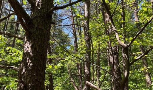 Photo #9 of Hardy, Harmony, NC 32.4 acres