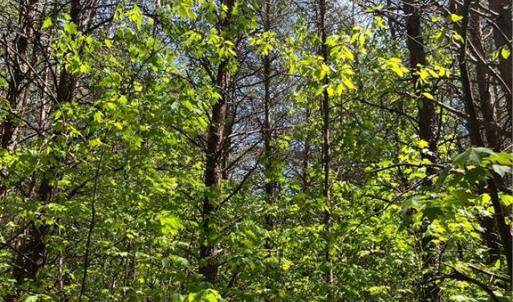 Photo #8 of Hardy, Harmony, NC 32.4 acres