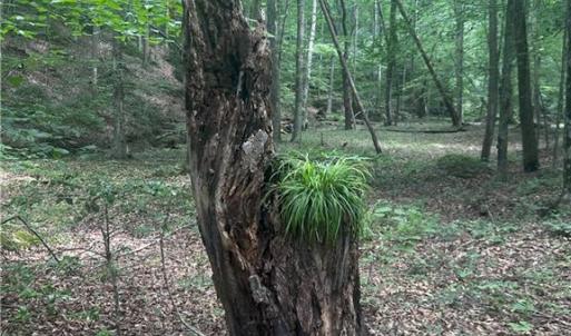 Photo #20 of 1392 Mission, Danbury, NC 18.3 acres