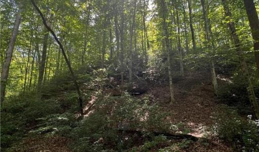 Photo #18 of 1392 Mission, Danbury, NC 18.3 acres