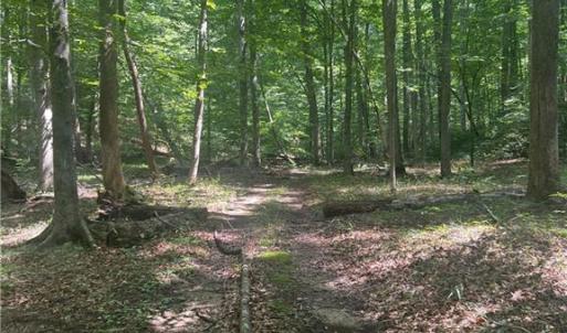 Photo #19 of 1392 Mission, Danbury, NC 18.3 acres