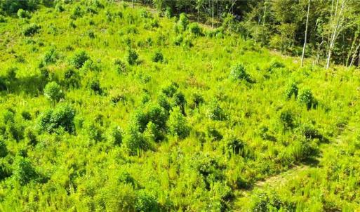 Photo #30 of Lot 7 Thayer, Trinity, NC 18.8 acres