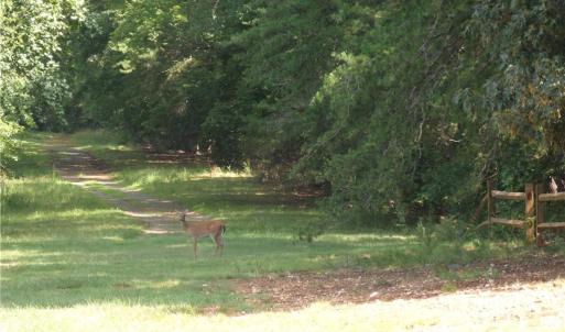 deer at playground