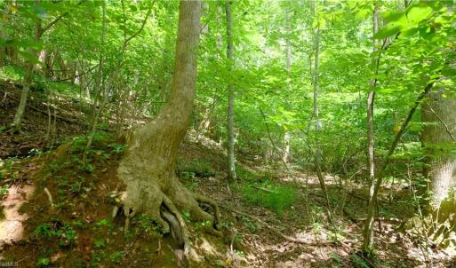 Photo #36 of Ellis Lawson, Danbury, NC 15.8 acres