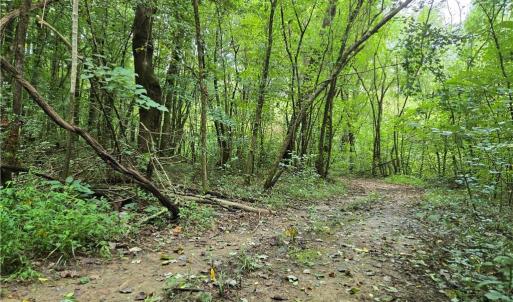 Photo #11 of Boone Farm, Asheboro, NC 80.9 acres