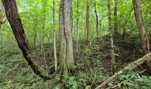 Wild ferns