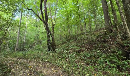 Photo #21 of Boone Farm, Asheboro, NC 80.9 acres