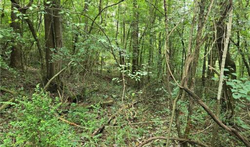 Photo #13 of Boone Farm, Asheboro, NC 80.9 acres