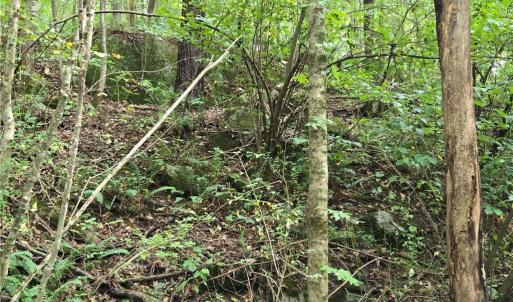 Photo #20 of Boone Farm, Asheboro, NC 80.9 acres