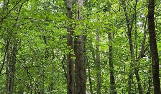 Photo #30 of Boone Farm, Asheboro, NC 80.9 acres