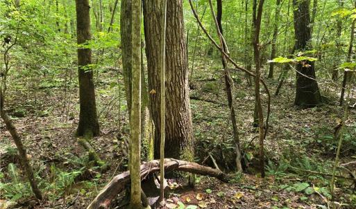 Photo #34 of Boone Farm, Asheboro, NC 80.9 acres