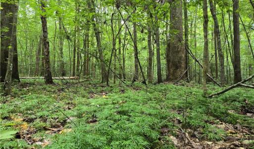 Forest floor covered with running cedar.