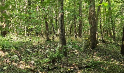 Photo #37 of Boone Farm, Asheboro, NC 80.9 acres