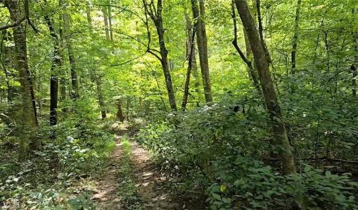 Photo #44 of Boone Farm, Asheboro, NC 80.9 acres