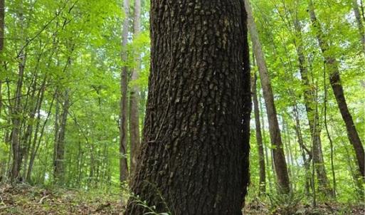 Photo #29 of Boone Farm, Asheboro, NC 80.9 acres