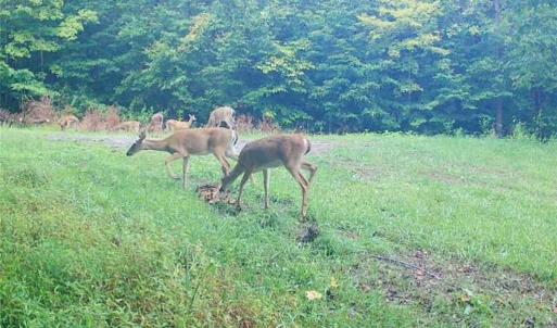 Photo #38 of 1451 John Ed Mabe, Danbury, NC 72.2 acres