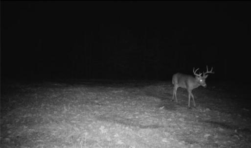 Photo #39 of 1451 John Ed Mabe, Danbury, NC 72.2 acres