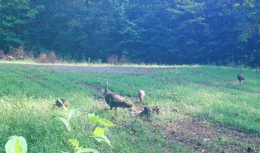 Photo #37 of 1451 John Ed Mabe, Danbury, NC 72.2 acres